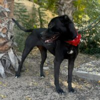 Adopt this dog at Cortez Rescue and Outreach
