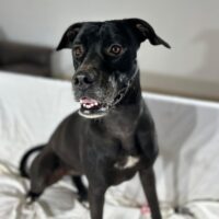 Adopt this pup at Cortez Rescue and Outreach