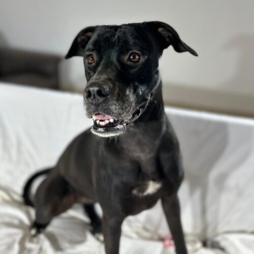 Adopt this pup at Cortez Rescue and Outreach