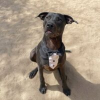 Ready for adoption at Cortez Rescue and Outreach