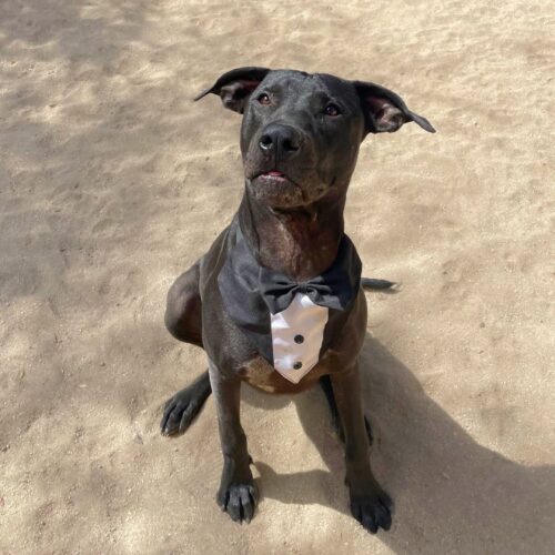 Ready for adoption at Cortez Rescue and Outreach