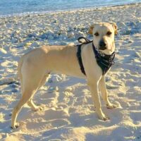 Alex_Ready for adoption at Cortez Rescue and Outreach