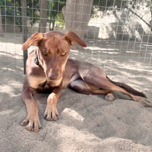 Alma - Available for adoption with Cortez Rescue and Outreach