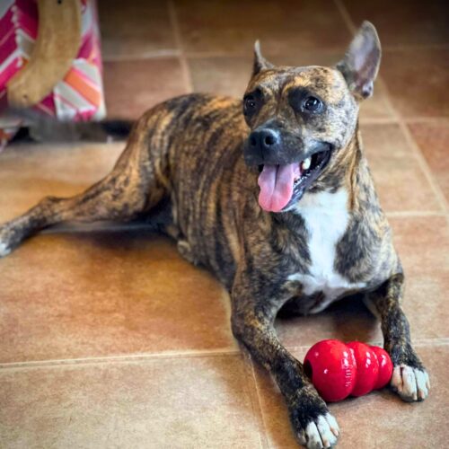 Maddie_Ready for adoption at Cortez Rescue and Outreach