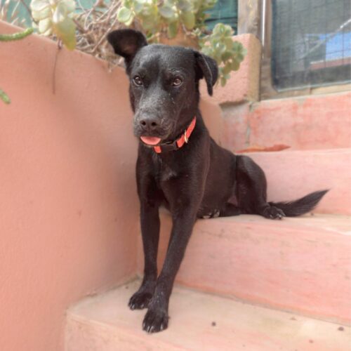 Ready for adoption at Cortez Rescue and Outreach