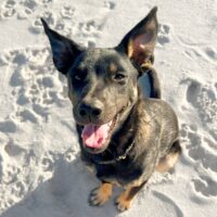 Ready for adoption at Cortez Rescue and Outreach