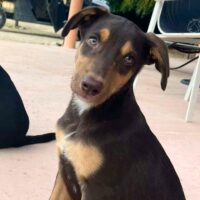 Bourbon - Available for adoption with Cortez Rescue and Outreach