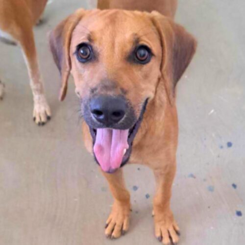 Captain - Available for adoption with Cortez Rescue and Outreach