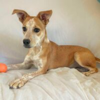 Cassie-Ready for adoption through Cortez Rescue and Outreach