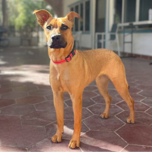 Chyna_Ready for adoption at Cortez Rescue and Outreach