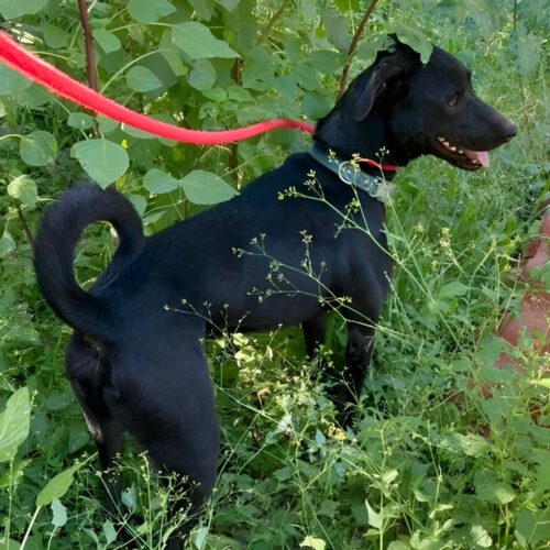 Ready for adoption at Cortez Rescue and Outreach