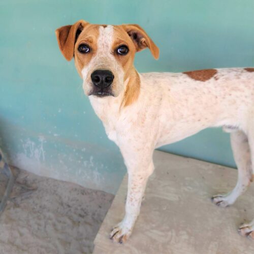 Ready for adoption at Cortez Rescue and Outreach