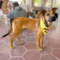 Ready for adoption at Cortez Rescue and Outreach