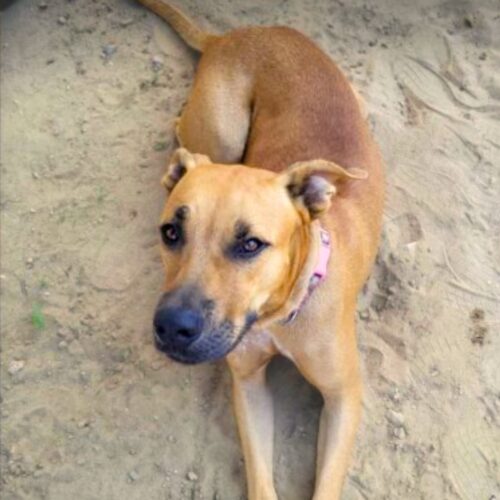 Gemma - Available for adoption with Cortez Rescue and Outreach