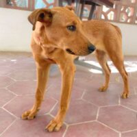 Ready for adoption at Cortez Rescue and Outreach