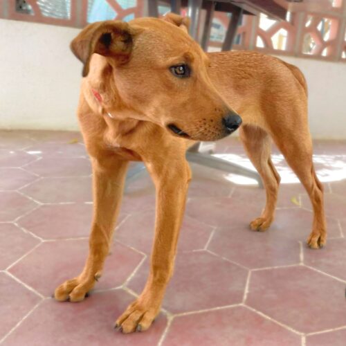 Ready for adoption at Cortez Rescue and Outreach