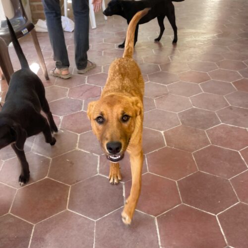 Granger_Ready for adoption at Cortez Rescue and Outreach