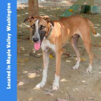 Adopt this dog at Hobart Rescue