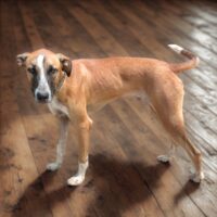 Ready for adoption at Cortez Rescue and Outreach