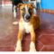 Greyson