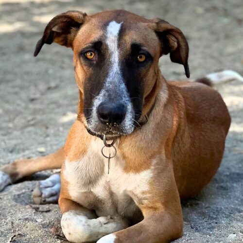 Ready for adoption at Cortez Rescue and Outreach