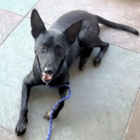 Raptor_Ready for adoption at Cortez Rescue and Outreach