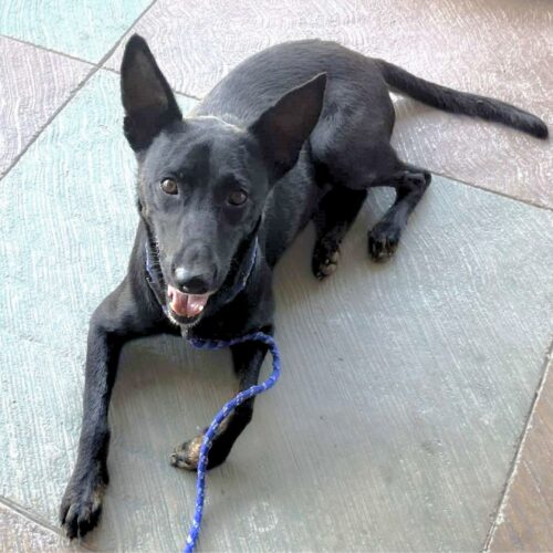 Raptor_Ready for adoption at Cortez Rescue and Outreach