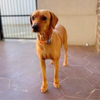 Rusty_Ready for adoption at Cortez Rescue and Outreach