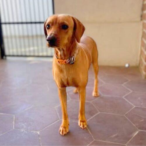 Rusty_Ready for adoption at Cortez Rescue and Outreach