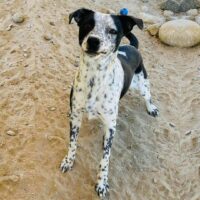 Tito_Ready for adoption at Cortez Rescue and Outreach