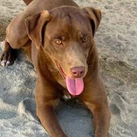 Dori_Ready for adoption at Cortez Rescue and Outreach