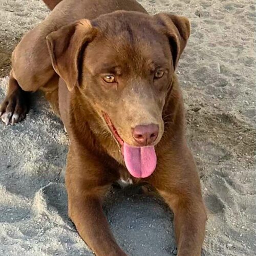 Dori_Ready for adoption at Cortez Rescue and Outreach