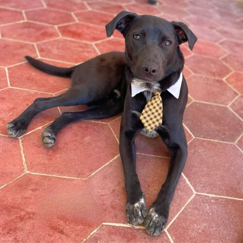 Ready for adoption at Cortez Rescue and Outreach