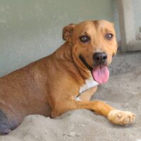 Ready for adoption at Cortez Rescue and Outreach