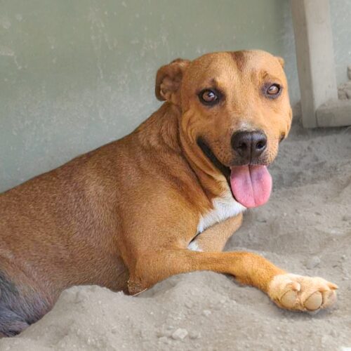 Ready for adoption at Cortez Rescue and Outreach