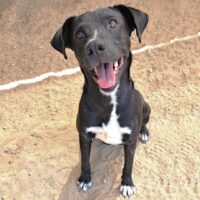 Lupi_Ready for adoption at Cortez Rescue and Outreach