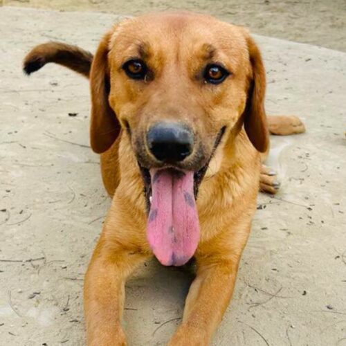 Carter-Available for adoption at Cortez Rescue and Outreach