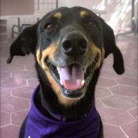 Chica_ready to adopt at Cortez Rescue and Outreach