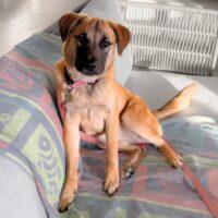 Ready for adoption at Cortez Rescue and Outreach