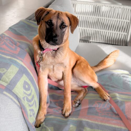 Ready for adoption at Cortez Rescue and Outreach