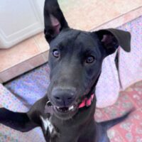 Ready for adoption at Cortez Rescue and Outreach