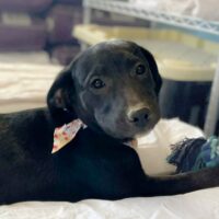 Ready for adoption at Cortez Rescue and Outreach