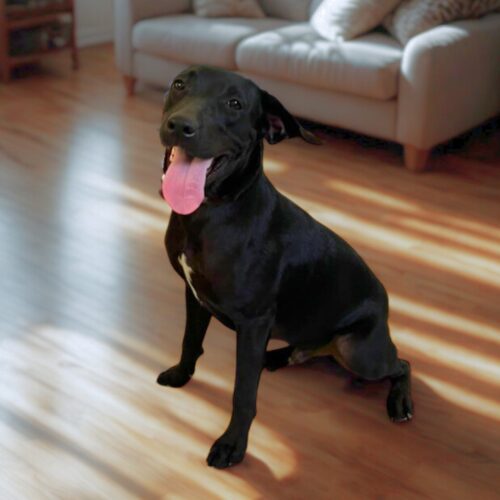 Ready for adoption at Cortez Rescue and Outreach