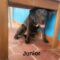 Junior