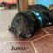 Junior
