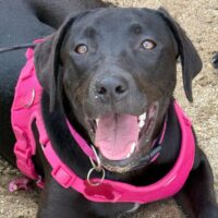 Ready for adoption at Cortez Rescue and Outreach