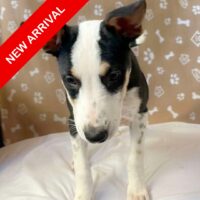 Karma_Ready for adoption at Cortez Rescue and Outreach