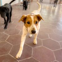 Kasper_Ready for adoption at Cortez Rescue and Outreach