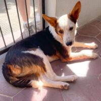 Koala_Ready for adoption at Cortez Rescue and Outreach