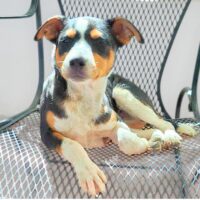 Ready for adoption at Cortez Rescue and Outreach